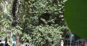 اردوی کودکان و خانواده های اتیسم