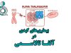 بیماریهای کبدی در آلفا تالاسمی